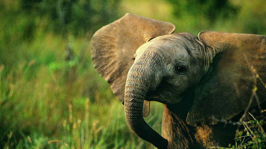 free baby blue elephant clipart - photo #28