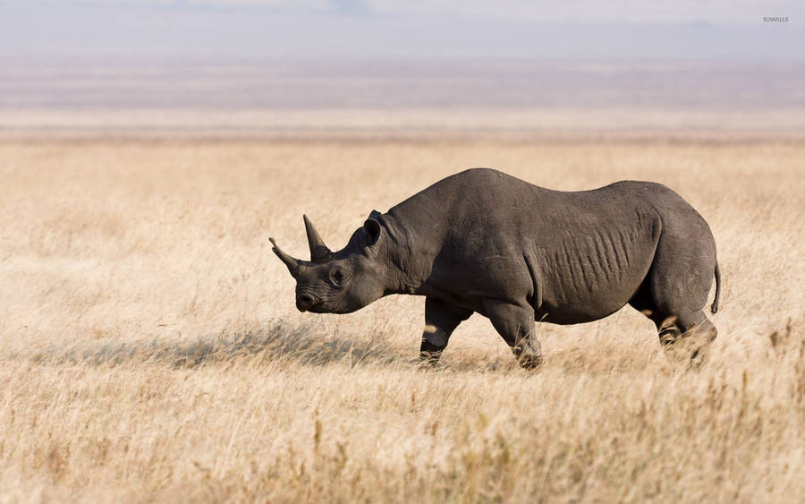 free baby rhino clipart - photo #21