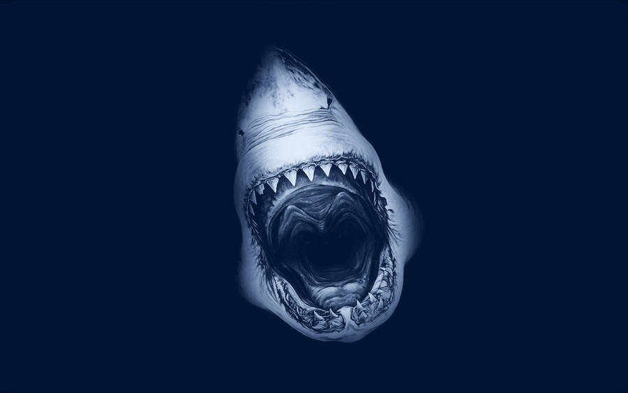 free animated shark clipart - photo #14