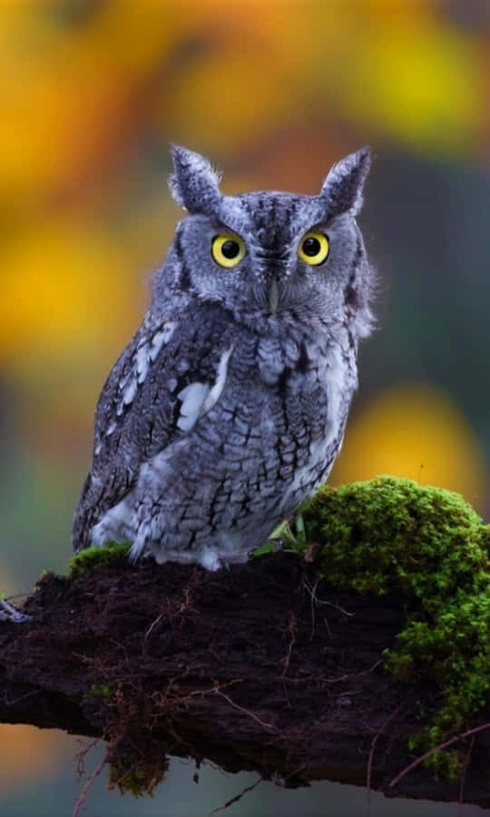 funny owl clip art - photo #8