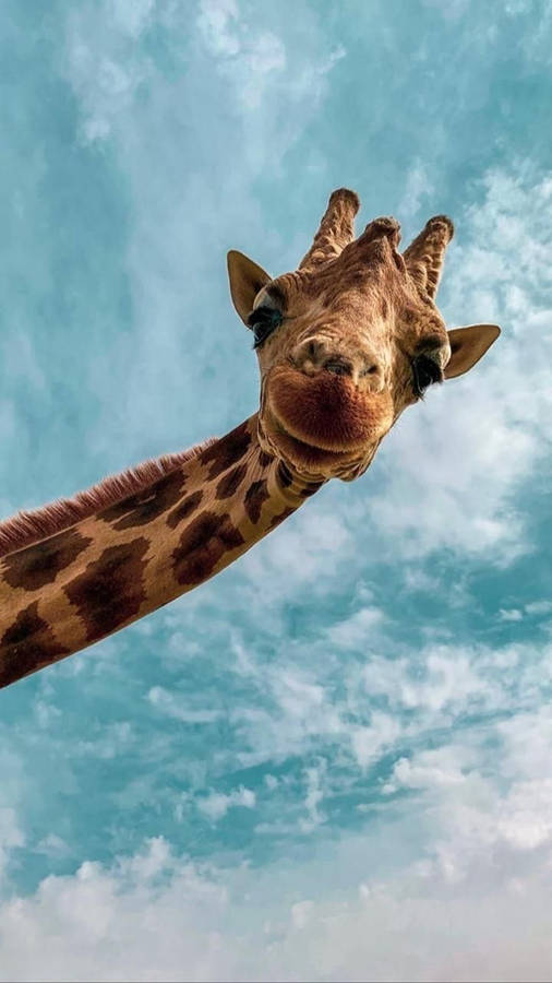 cartoon giraffe clipart free - photo #3