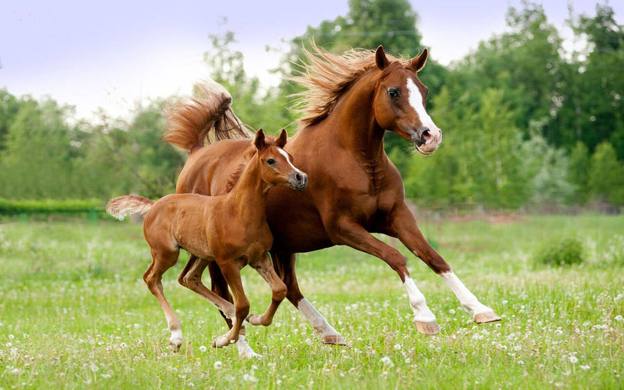 free clipart horses - photo #27