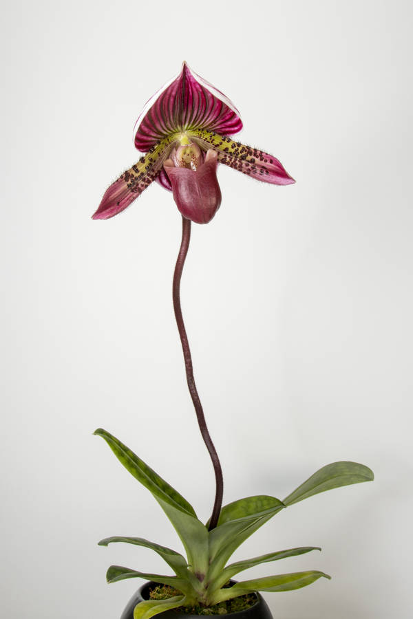 clipart orchideen kostenlos - photo #3