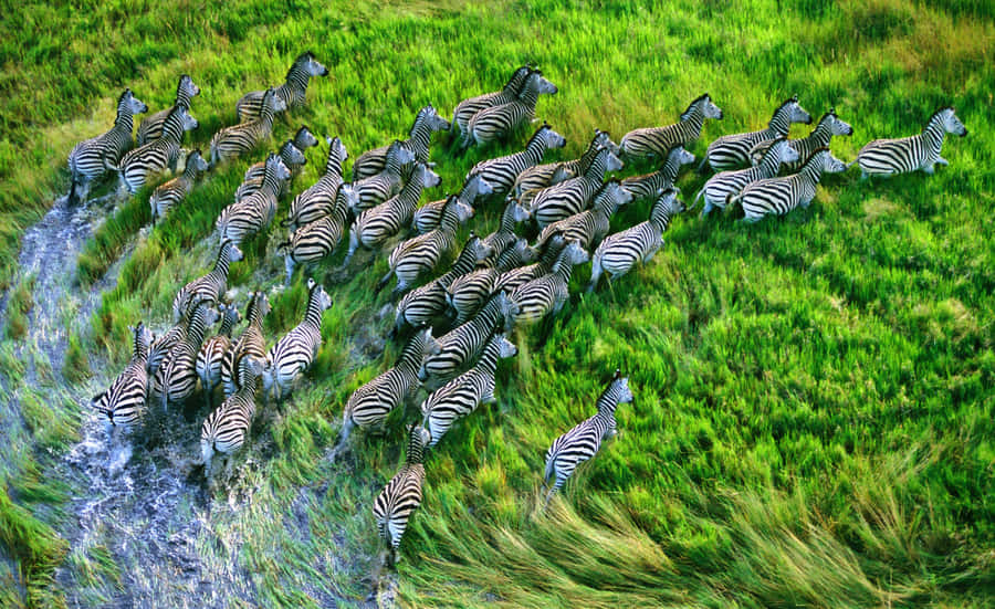 zebra running clipart - photo #47