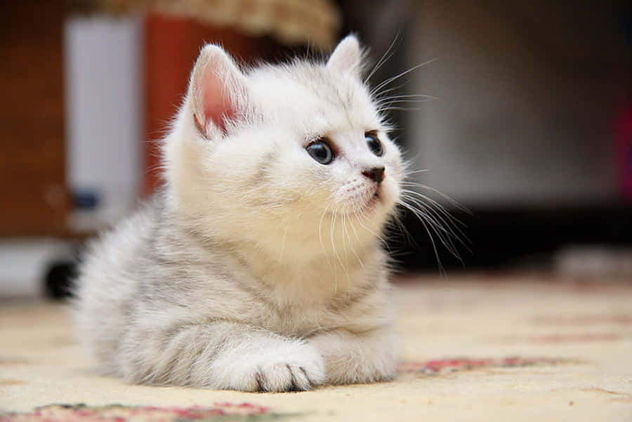 cute-kittens.png