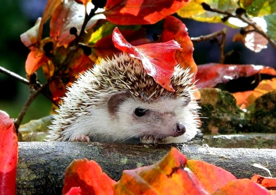 free clipart of hedgehog - photo #8