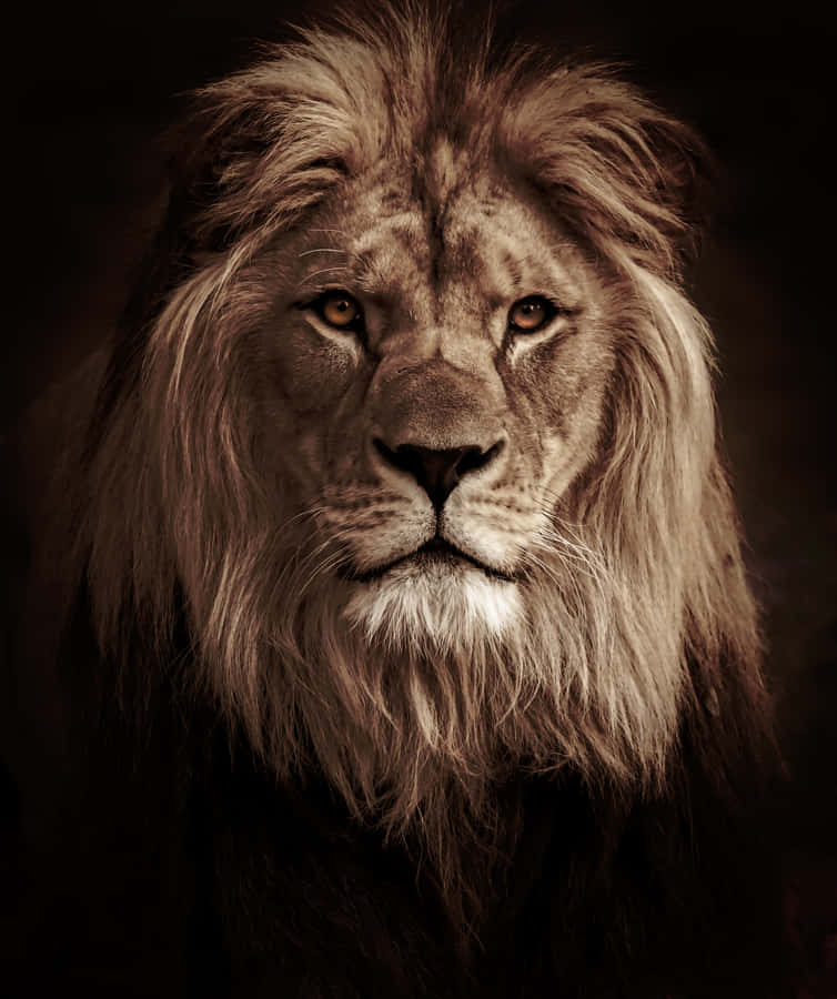 clipart of lion - photo #26