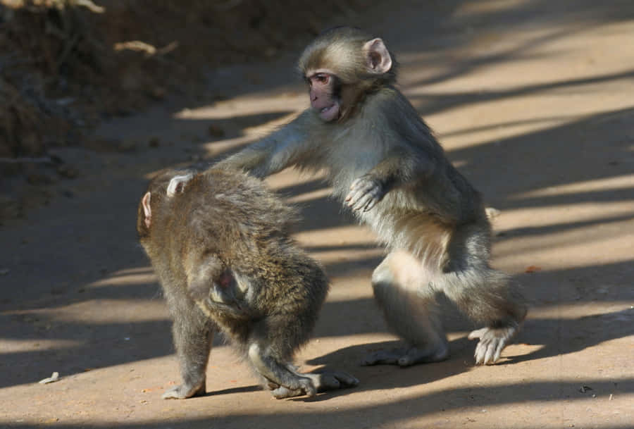 free clipart of cartoon monkeys - photo #6