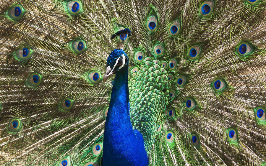 clipart pictures peacock - photo #14