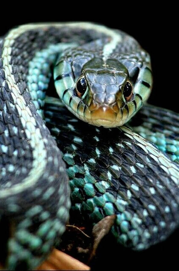 garden snake clipart - photo #45