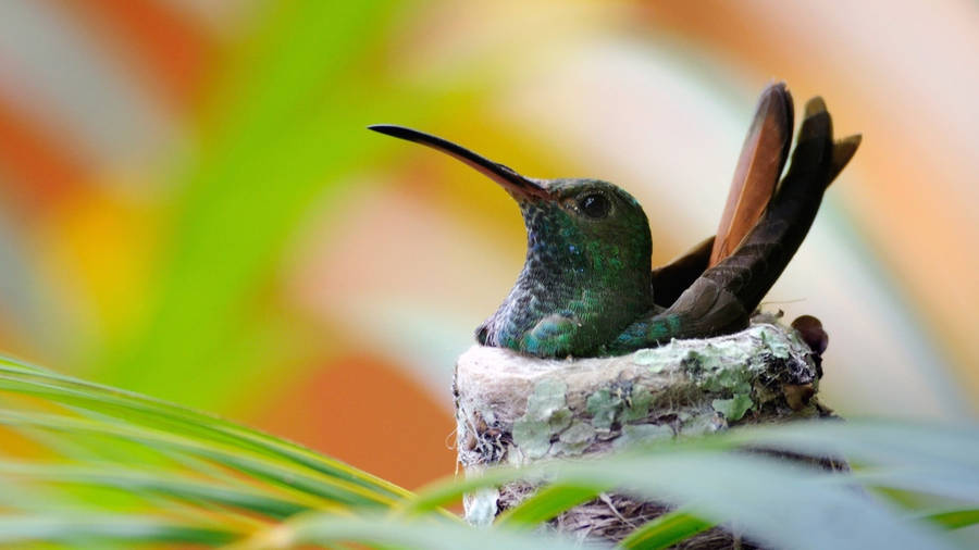 free animated hummingbird clipart - photo #30