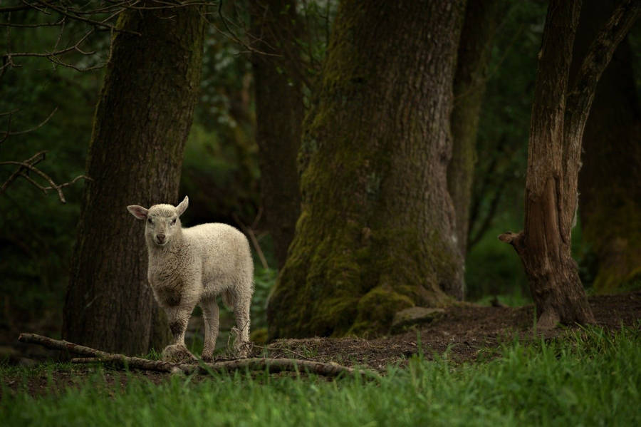 baby lamb clipart free - photo #33