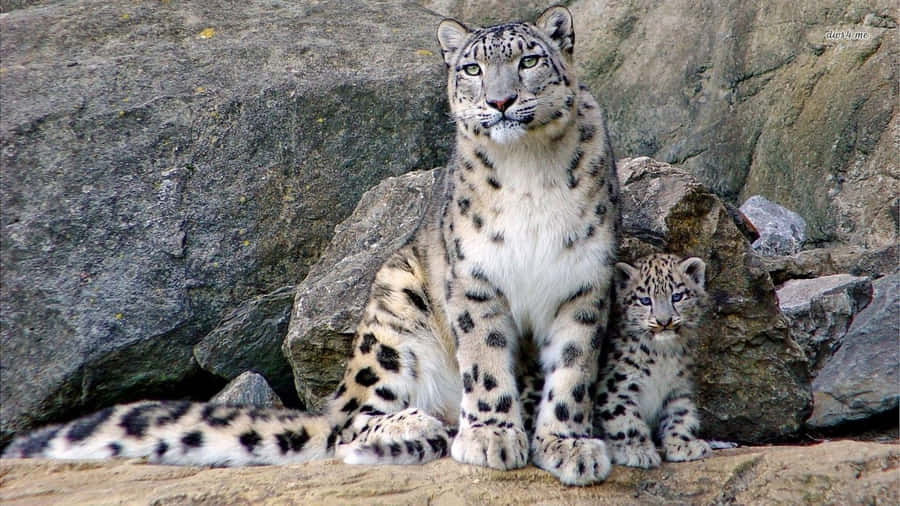 snow leopard clipart - photo #1