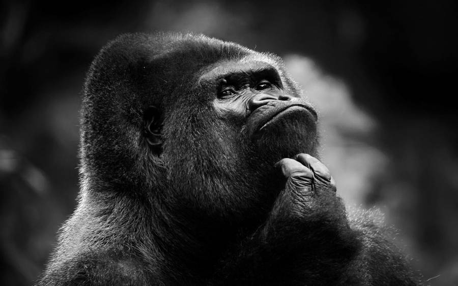 free cartoon gorilla clipart - photo #14