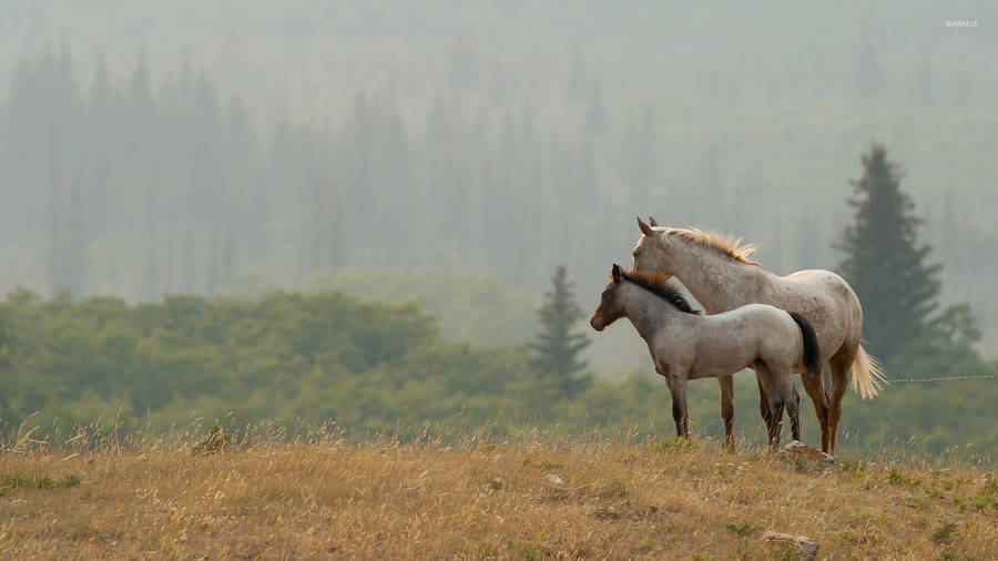 clipart images horses - photo #25