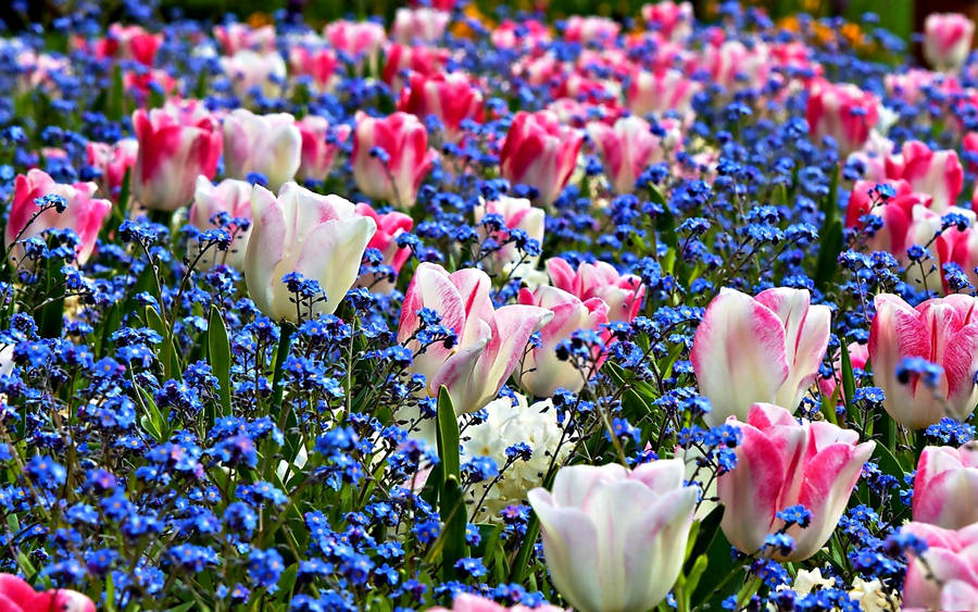 free clipart tulip flower - photo #6