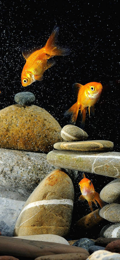 clipart pictures fantail goldfish - photo #8