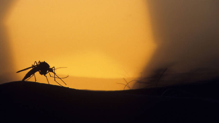 clipart mosquito net - photo #14