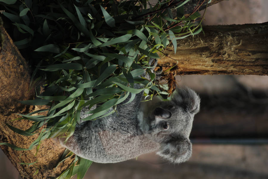 clipart of a koala bear - photo #12