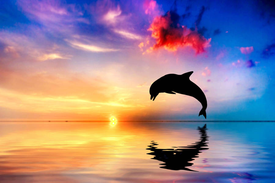 clipart of dolphin - photo #41