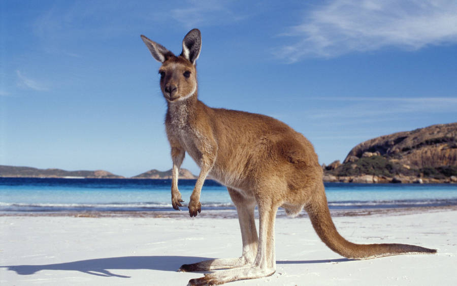 kangaroo pouch clipart - photo #48