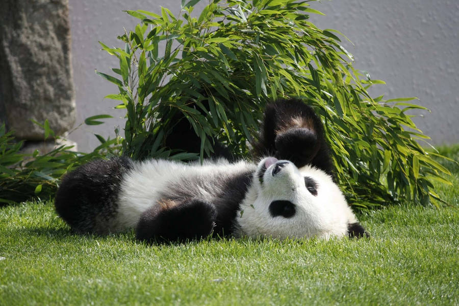clipart of panda - photo #46