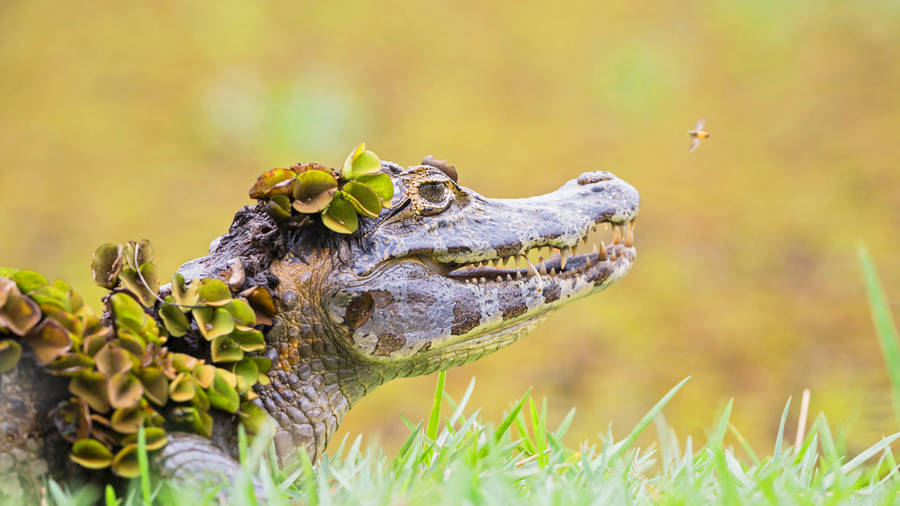 free animated alligator clipart - photo #15