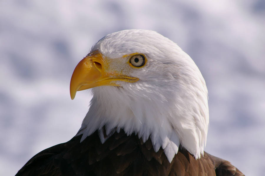 clipart picture of an eagle - photo #14