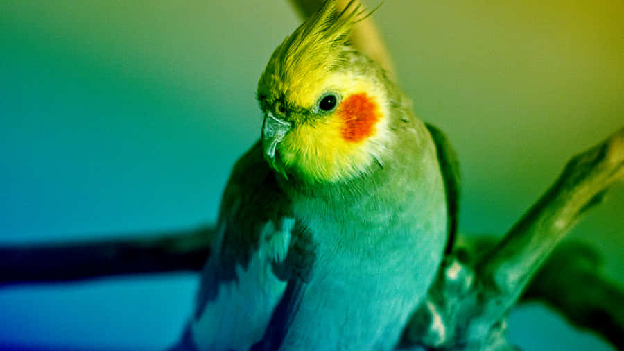 green parrot clipart - photo #5