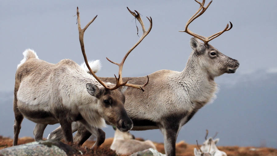 free christmas reindeer clipart - photo #47