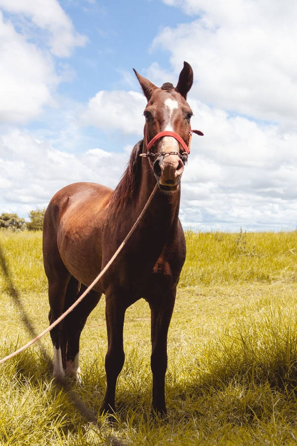 horse clip art images free - photo #9