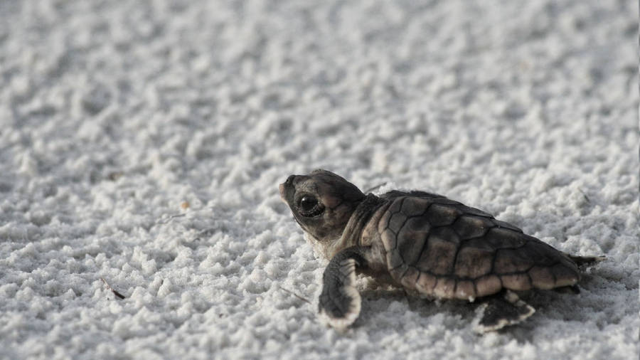 clipart baby sea turtles - photo #31