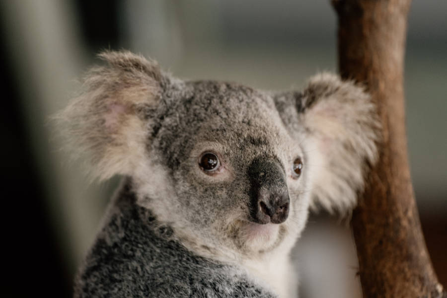 koala face clipart - photo #5