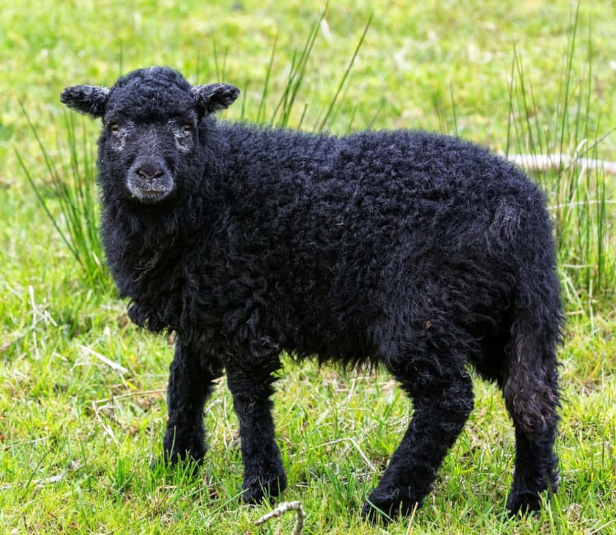 clipart of lamb - photo #4