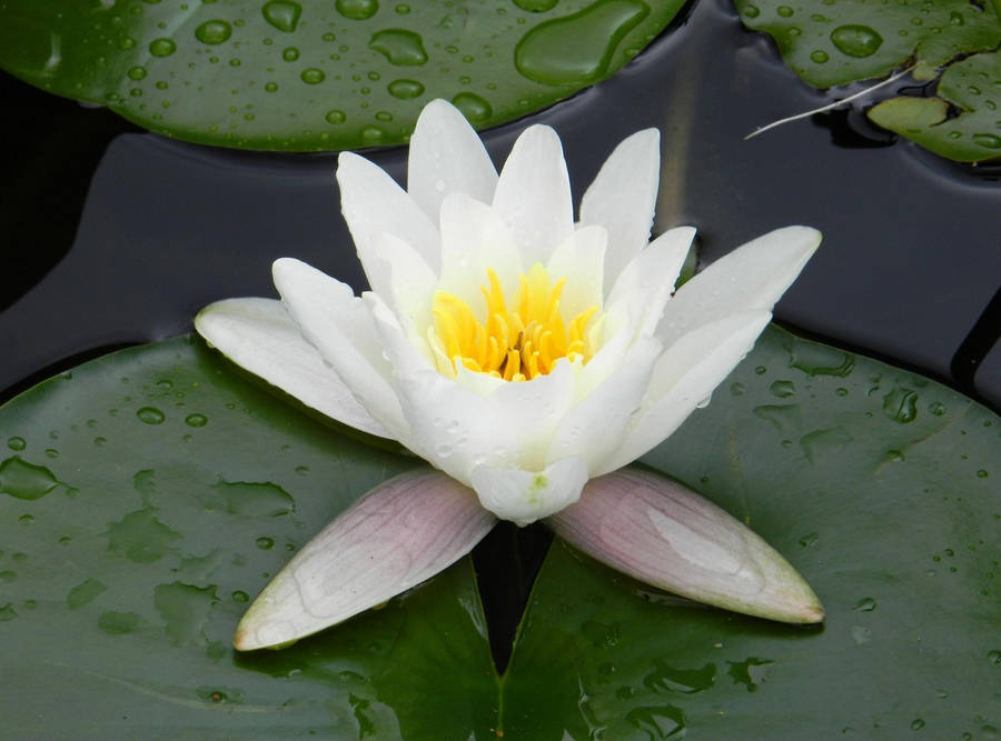 clipart water lily - photo #5