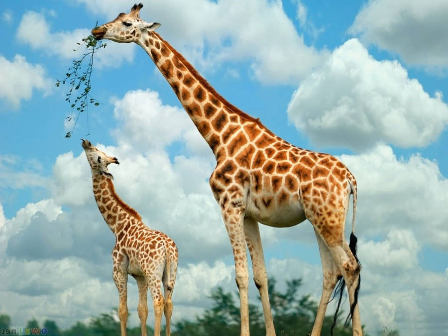 clipart giraffe pictures - photo #13