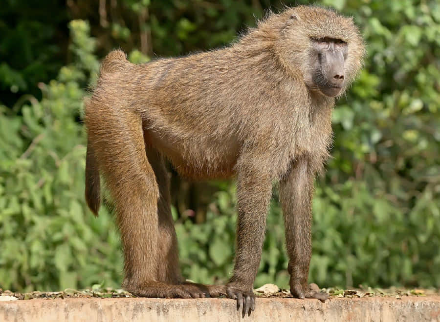 clipart monkey - photo #32