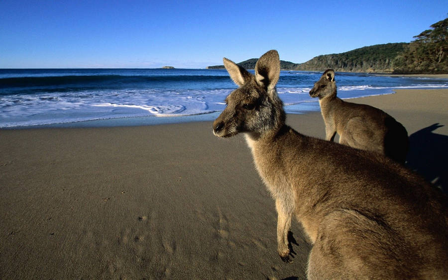 free clip art kangaroo outline - photo #42