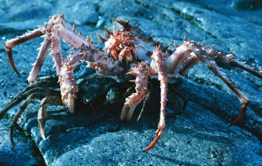 crab legs clipart - photo #15