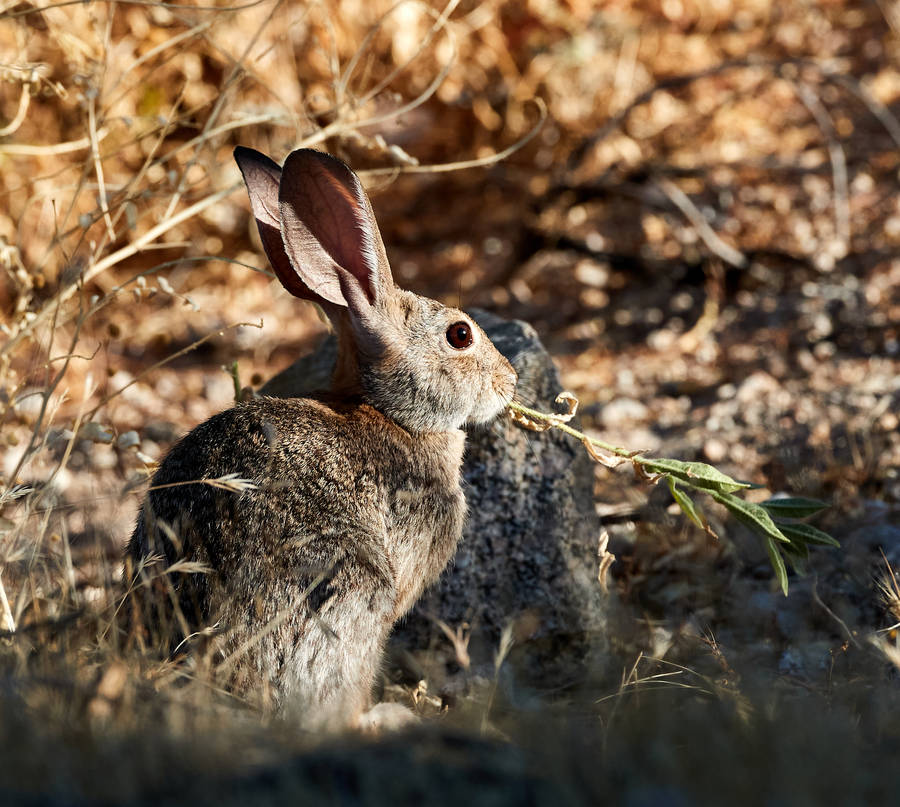 clipart rabbit - photo #44