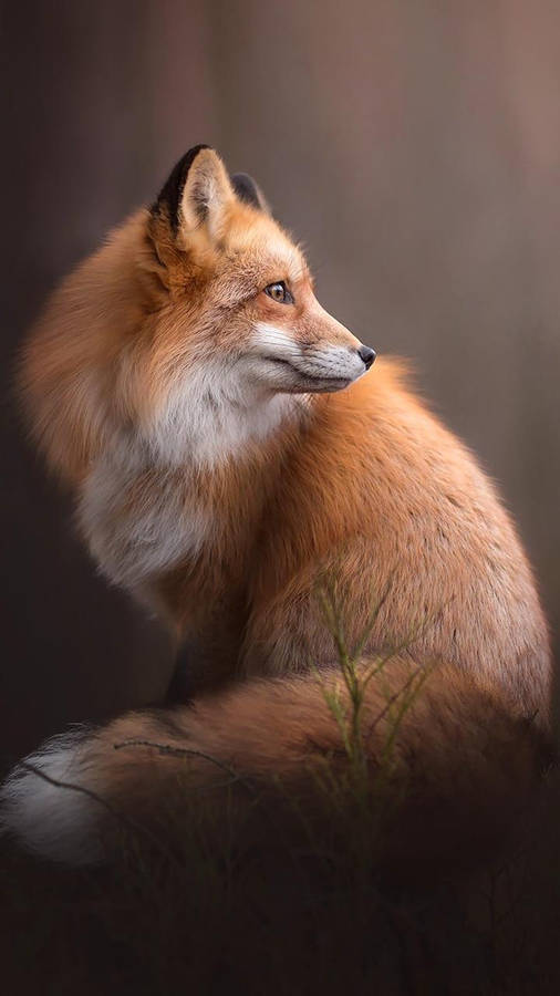 free clipart baby fox - photo #6