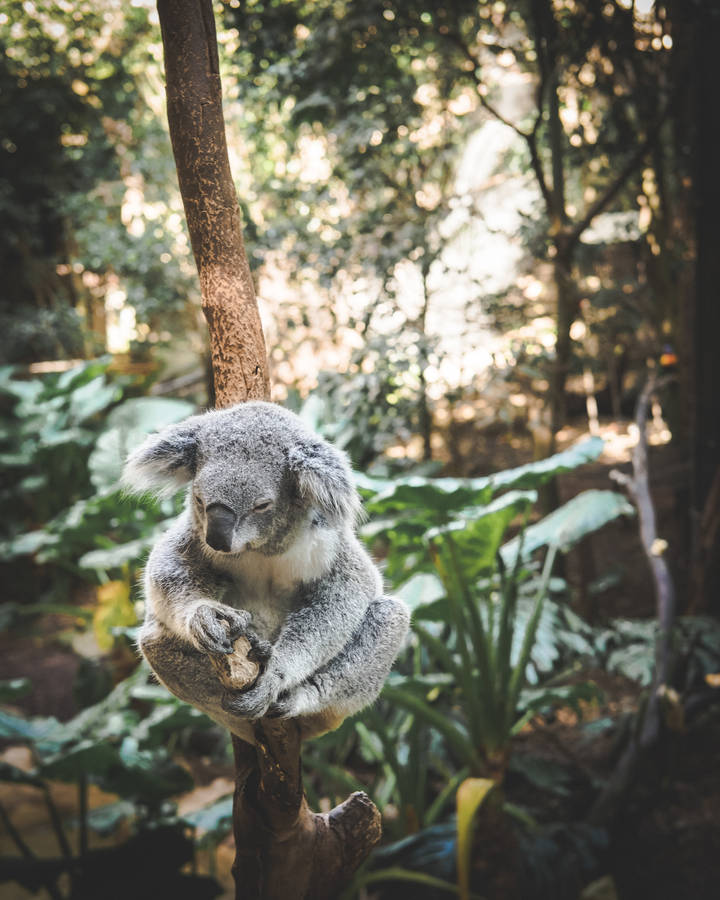 free baby koala clipart - photo #20
