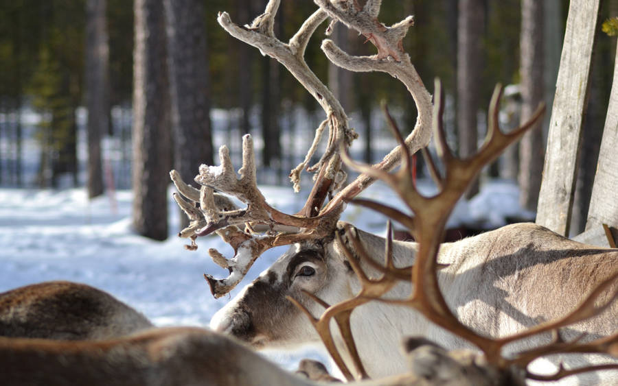 clipart of reindeer - photo #23
