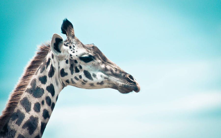 cartoon giraffe clipart free - photo #36
