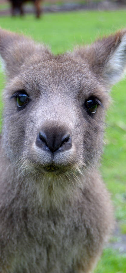 kangaroo joey clipart - photo #49