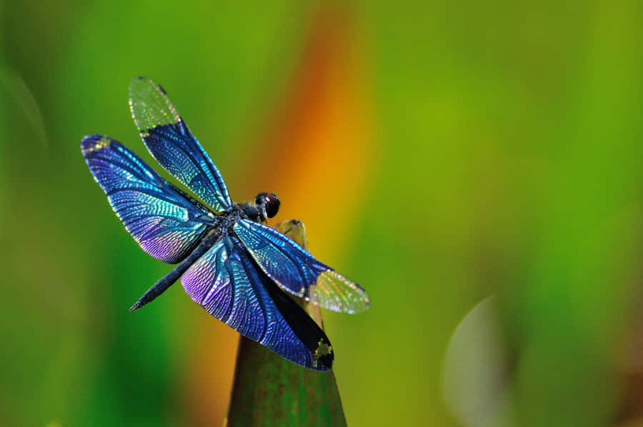 dragonfly clipart - photo #23
