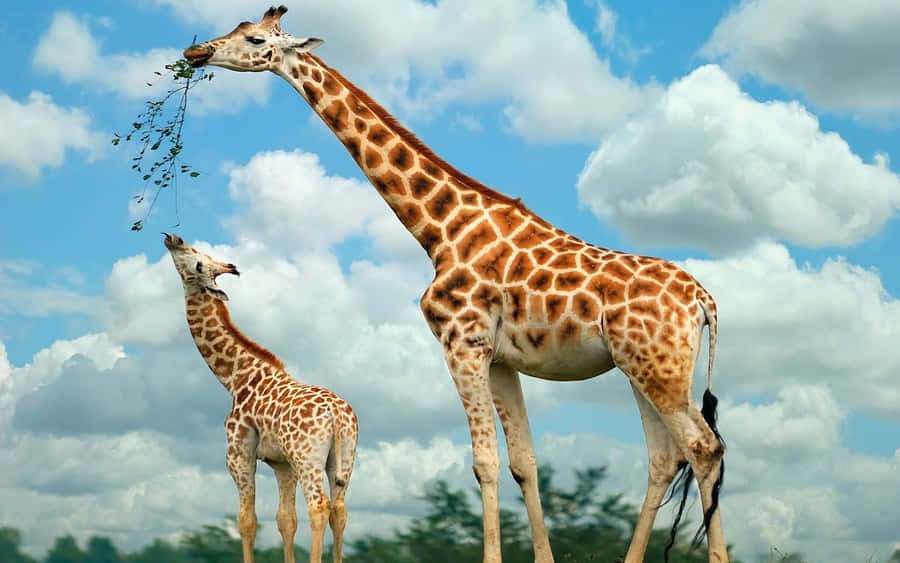 free clipart of giraffe - photo #45