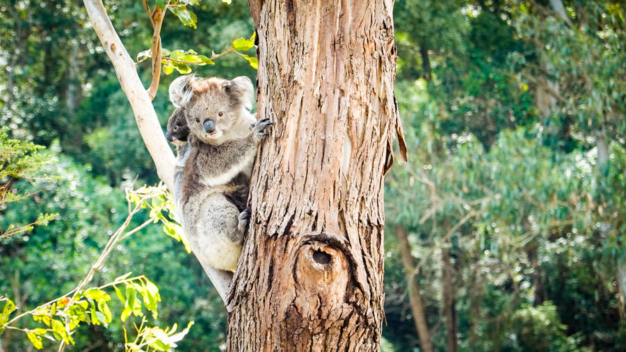 baby koala clipart - photo #42