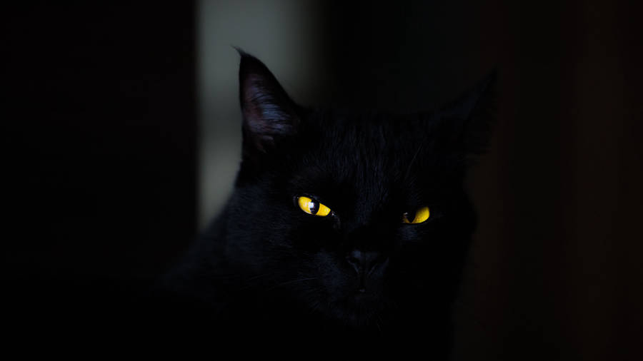 clip art black halloween cat - photo #11