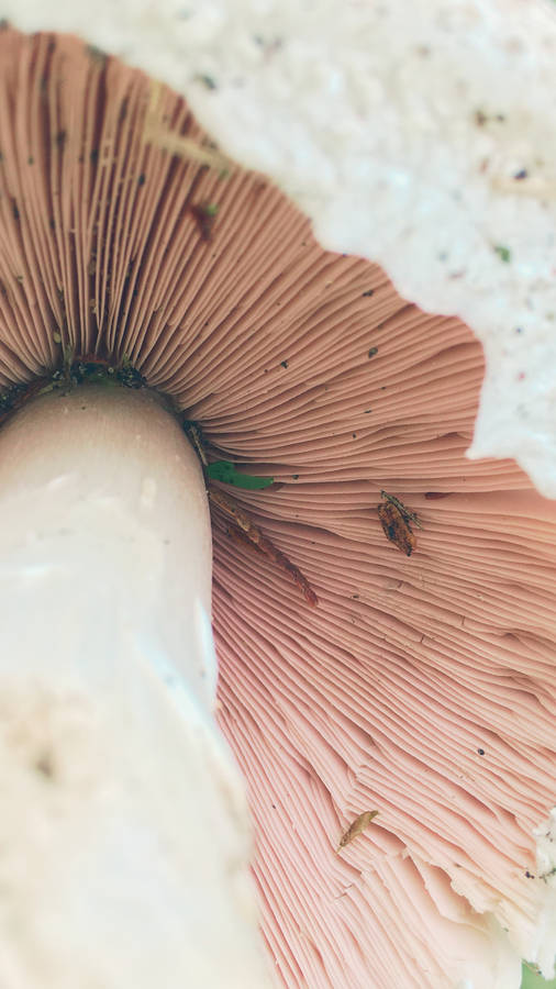 free clipart of mushroom - photo #30